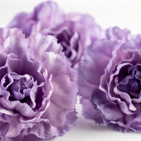 Purple Roses Meaning